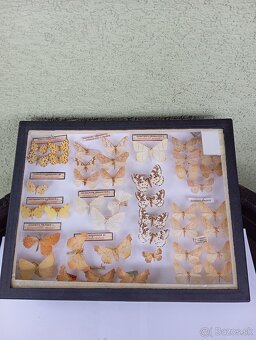 Krásna zbierka Motýľov 2 - 7