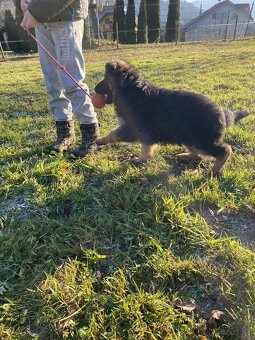 Nemecký ovčiak s PP - 7