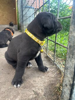 Šteniatka Cane Corso - 7