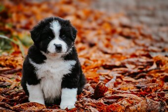 Miniatúrny americký ovčiak - 7