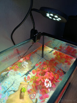 akvárium - kompet aj s rybičkami - 7