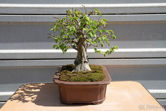 bonsai, bonsaj, Hrab - 7