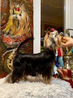 Yorkshire terrier, yorkie, mini yorkshire - 7