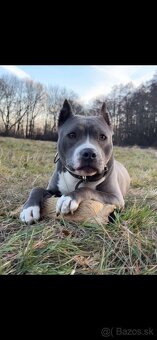 Amstaff - 7