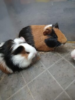 Morské prasiatko - 7