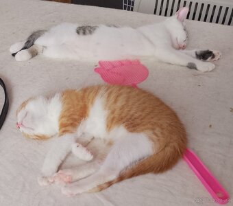 2,5 mesačné mačiatka - 7