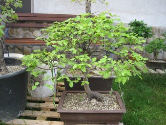 bonsai,bonsaj-hrab 9 - 7