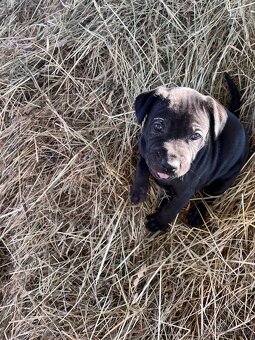 Darujem steniatka - 7