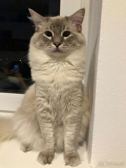 Ponukam ragdoll kocurov na krytie - 7