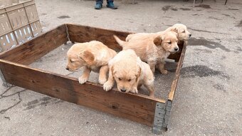 Zlatý retriever - 7