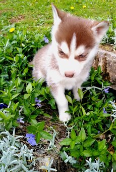 Sibirsky husky hasky - 7