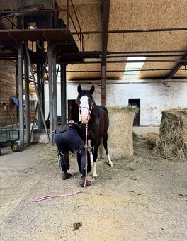 Roční American Quarter Horse black klisna, vnučka Gunnera - 7