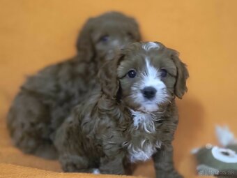 Cavapoo - 7