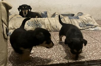 Krížený Juck Russel terier vs Jazvečík - 7