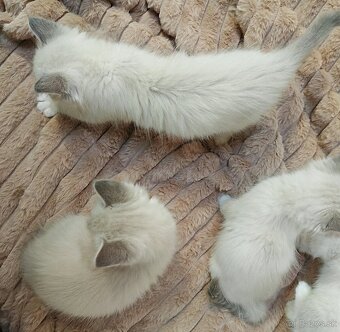 Mačiatka Ragdoll - 7
