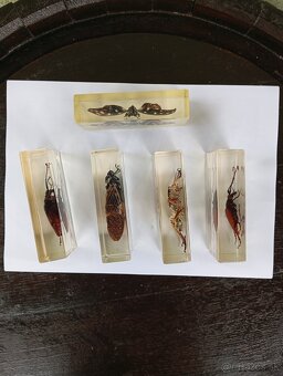 Super Vau zbierka Hmyzu - 7