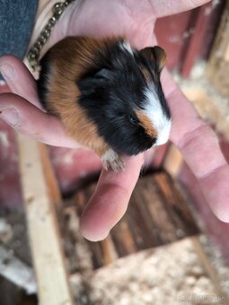 Morské prasiatka - 7