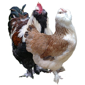 Marans pšenična, Appenzelsky chocholaci, Hamburcanky - 7