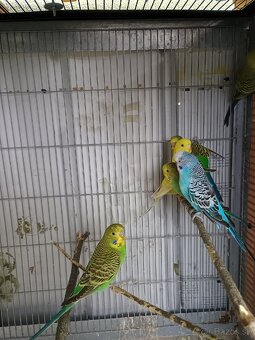 Predám mladé andulky - 7