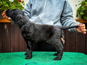 Flat Coated Retriever s PP - 7