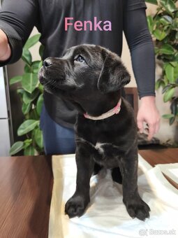 Cane Corso bez PP - 7