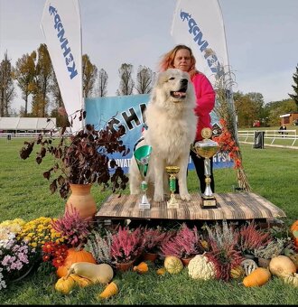 Pyrenejský horský pes - 7