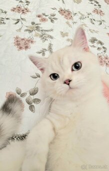 ŠKÓTSKE MAČKY s PP/ F. TICA - 7