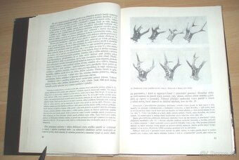 Srnčí zvěř - 7