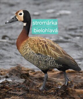 OKRASNÉ VODNÉ VTÁCTVO aktuálne ku dňu 17.10.2025 - 7