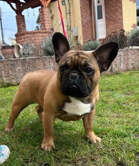 Francouzsky buldoček s PP - psík - 7