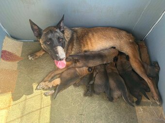 Belgický ovčiak Malinois - 7