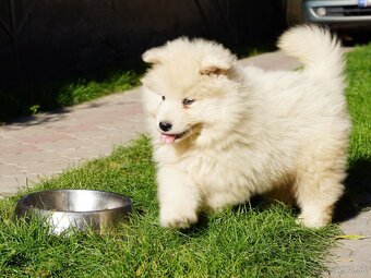 Samojed šteniatka bez PP - 7
