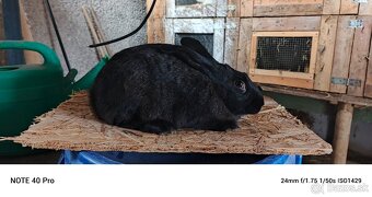 Predám burgunsky hylla český strakac - 7