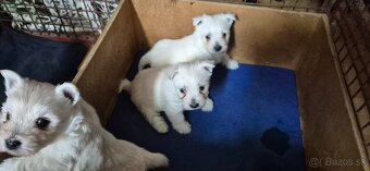 Predam Westika fenku - 7