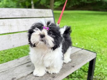 Shih-Tzu šteniatka - 7