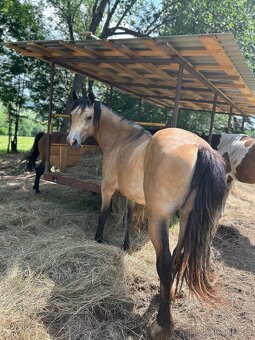 Welsh cob D kobyla s PP - 7