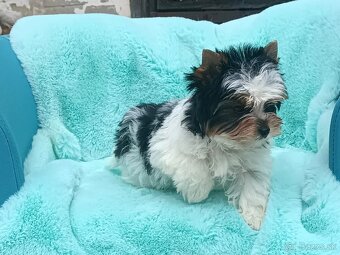 Biewer Yorkshire terrier - 7