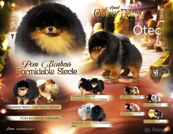 Predám pomeranian fenka - 7