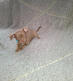 čivava-čokoládové šteniatka - 7