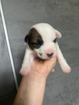 Jack Russel šteniatka - 7