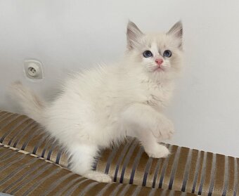 Ragdoll mačička - 7
