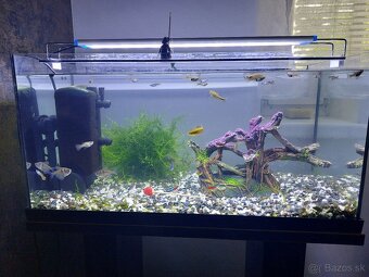 Komplet akvarium 54l + stol + ryby +dekoracie + doplnky - 7