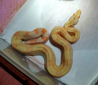 Veľhad královský - 7