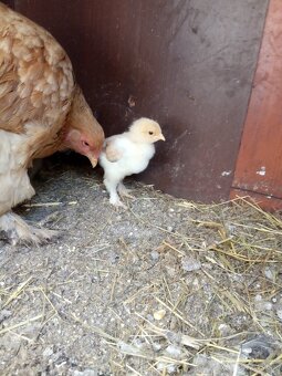 Kuriatka brahmanky - 7