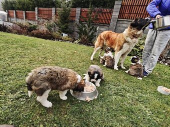 Predam steniatka Moskovskeho Strazneho Psa - 7