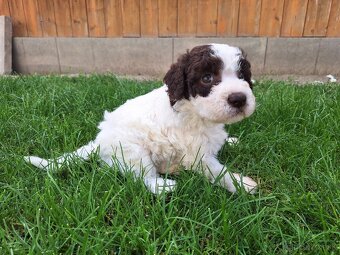 Lagotto romagnolo s PP (italský vodní pes) - 7