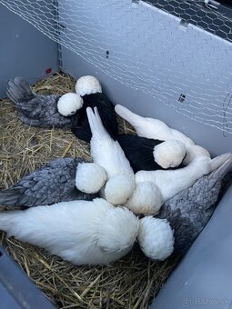 Násadové vajcia-čistokrvná hydina - 7