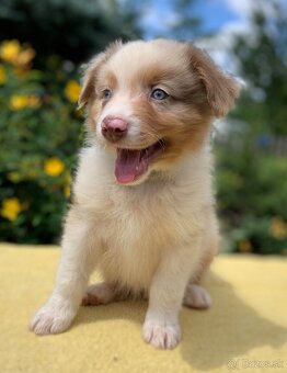 Australský ovčáka red merle - 7
