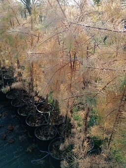 Smrekovec japonský - 7