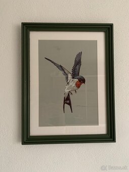 Obrázky lastovičiek, korytnačka - 7